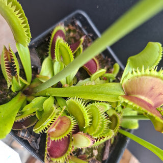 Dionaea muscipula <br>VENUS FLYTRAP 'BRUTAL SHARK' x OP