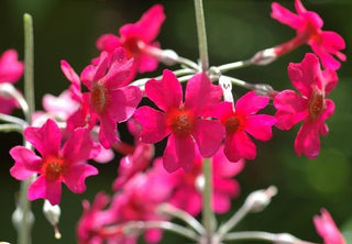Primula bulleyana, P.beesiana, P.bulleesiana <br>PRIMROSE CANDELABRA MIX