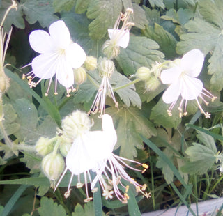 Geranium macrorrhizum <br>WHITE PERENNIAL GERANIUM