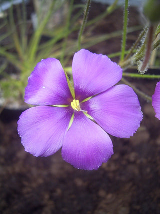 Byblis gigantea <br>RAINBOW PLANT