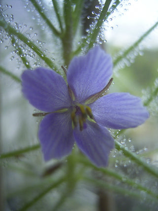 Byblis liniflora <br>RAINBOW PLANT