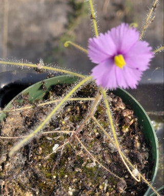 Byblis filifolia