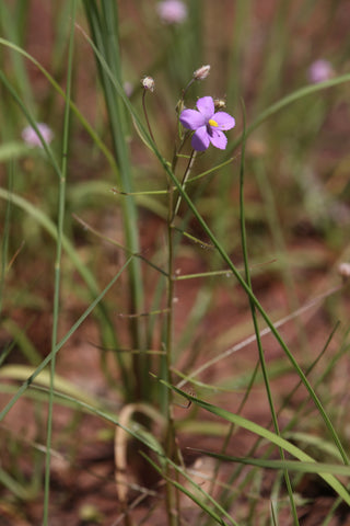 Byblis rorida <br>RAINBOW PLANT.