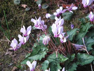 Cyclamen hederifolium <br>HARDY IVY LEAVED CYCLAMEN MIX
