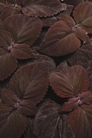 Coleus <br>COLEUS PREMIUM SUN 'DARK CHOCOLATE'