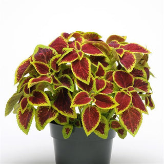 Coleus <br>COLEUS PREMIUM 'CRIMSON GOLD'