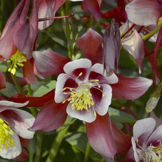 Aquilegia caerulea <br>KIRIGAMI COLUMBINE UPRIGHT FLOWERS RED/WHITE