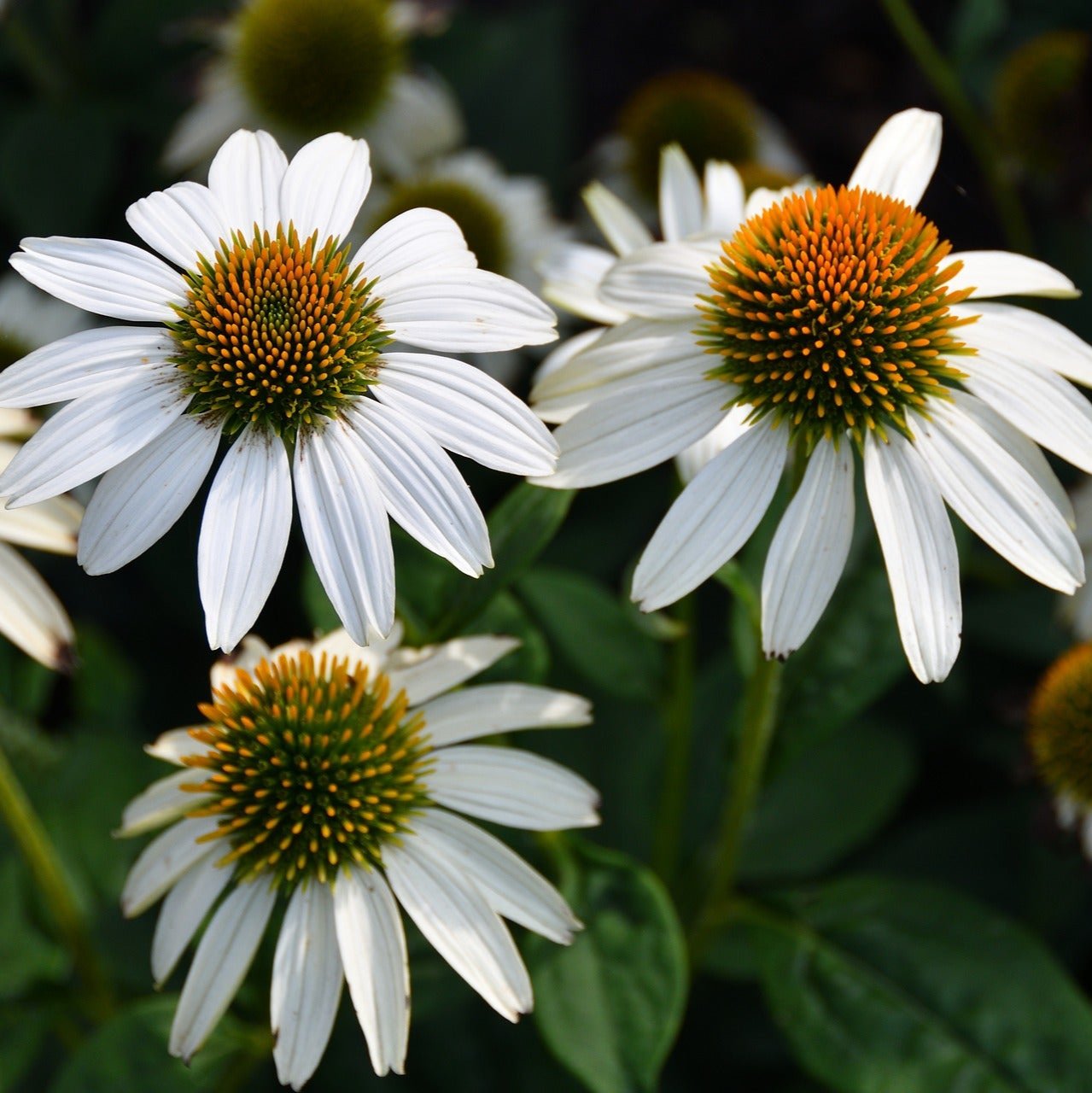white echinacea seeds CONEFLOWER 'PRIMADONNA WHITE' Echinacea – Ferri Seeds