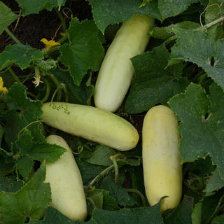 Cucumis sativus <br>CUCUMBER EARLY WHITE <br>No peel!