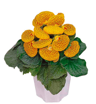 Calceolaria hybrida <br>LADY SLIPPER FLOWER DAINTY SPOTTED YELLOW