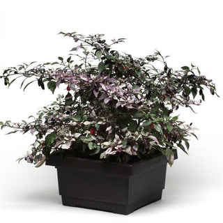 Capsicum annuum <br>PEPPER VARIEGATED MINI ORNAMENTAL CALICO