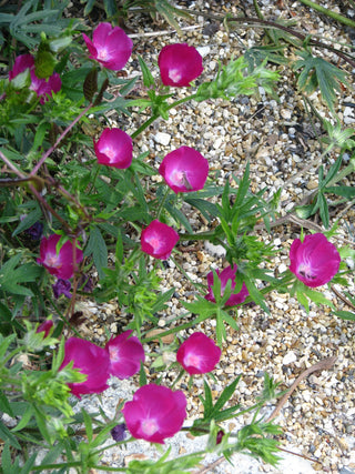 Callirhoe involucrata <br>PURPLE POPPY MALLOW, WINE CUPS, BUFFALO ROSE