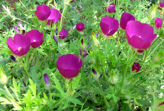 Callirhoe involucrata <br>PURPLE POPPY MALLOW, WINE CUPS, BUFFALO ROSE