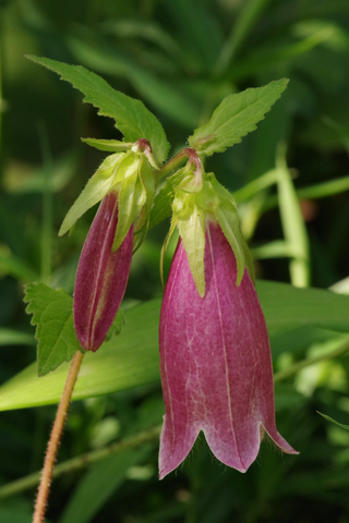 Campanula punctata nana <br>RED/PURPLE SPOTTED BELLFLOWER