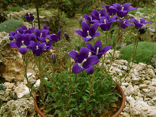 Campanula bellidifolia BELLFLOWER
