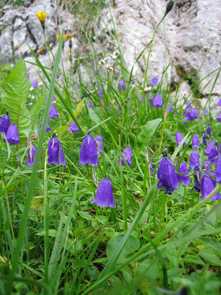 Campanula pulla <br>BLUE DROPS, SOLITARY HAREBELL