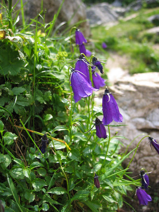 Campanula pulla <br>BLUE DROPS, SOLITARY HAREBELL