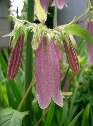 Campanula punctata <br>SPOTTED BELLFLOWER MIX