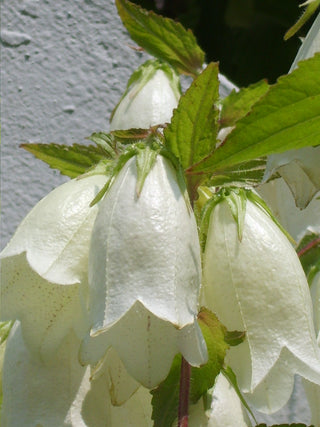 Campanula punctata <br>SPOTTED BELLFLOWER MIX