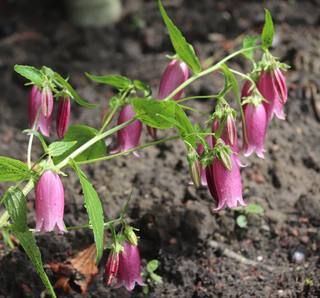 Campanula punctata nana RED/PURPLE SPOTTED BELLFLOWER