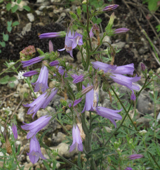 Campanula sibirica <br>SIBERIAN BELLFLOWER