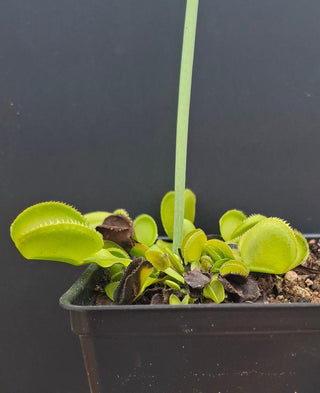 Dionaea muscipula <br>VENUS FLYTRAP 'CANARI' x OP