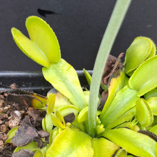 Dionaea muscipula <br>VENUS FLYTRAP 'CANARI' x OP