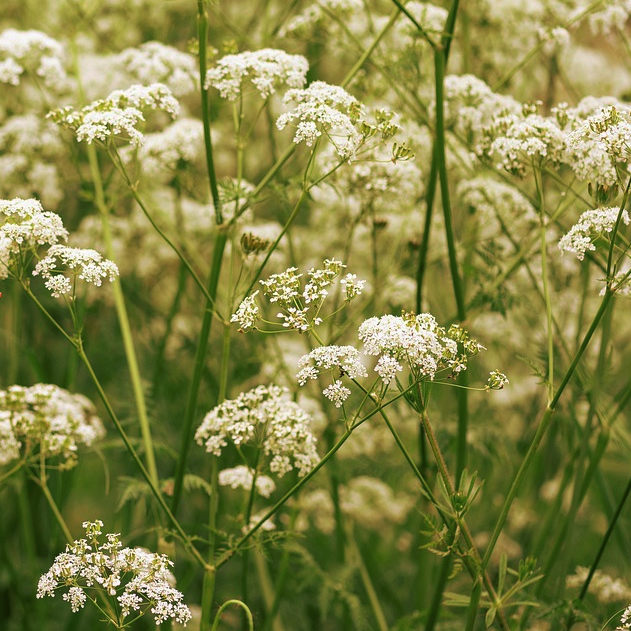 caraway seed plant images Carum carvi CARAWAY – Ferri Seeds