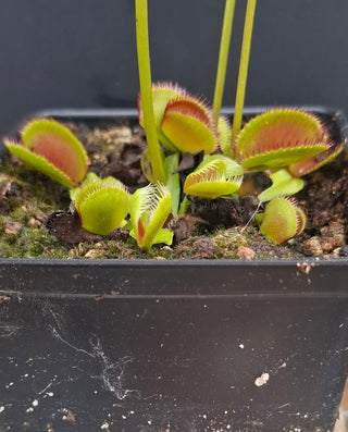 Dionaea muscipula <br>VENUS FLYTRAP 'CARBONI ARDENTI' x OP