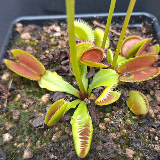 Dionaea muscipula <br>VENUS FLYTRAP 'CARBONI ARDENTI' x OP