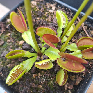 Dionaea muscipula <br>VENUS FLYTRAP 'CARBONI ARDENTI' x OP