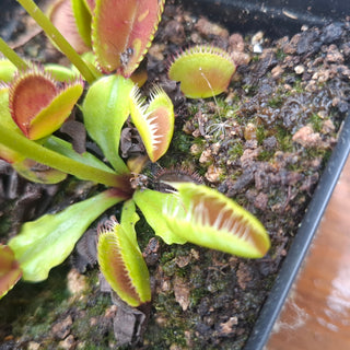 Dionaea muscipula <br>VENUS FLYTRAP 'CARBONI ARDENTI' x OP