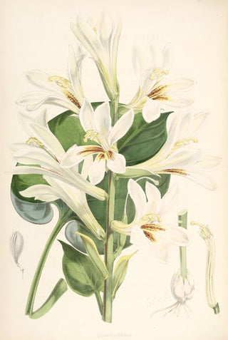 Cardiocrinum cordatum GIANT LILY
