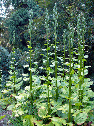 Cardiocrinum giganteum <br>GIANT HIMALAYAN LILY