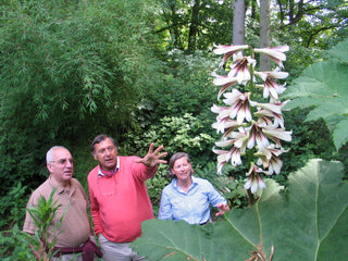 Cardiocrinum giganteum <br>GIANT HIMALAYAN LILY