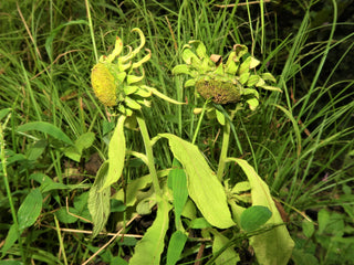 Carpesium macrocephalum <br>CHINESE COLLARFLOWER, HE SHI