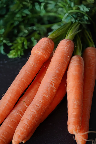 Daucus carota <br>CHANTENAY CARROT