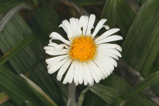 Celmisia spectabilis <br>COTTON DAISY, NEW ZEALAND DAISY