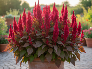 Celosia argentea plumosa CELOSIA DRAGON'S BREATH