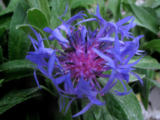 Centaurea montana <br>PERENNIAL CORNFLOWER, MOUNTAIN KNAPWEED