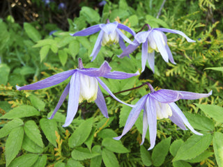 Clematis alpina <br>BLUE ALPINE CLEMATIS