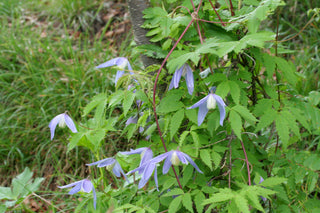 Clematis alpina <br>BLUE ALPINE CLEMATIS