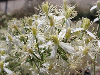 Clematis flammula <br>FRAGRANT VIRGIN'S BOWER