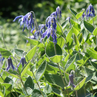 Clematis integrifolia <br>BUSH CLEMATIS, NODDING