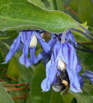 Clematis integrifolia BUSH CLEMATIS 3XL GIANT BLUE FLOWERS