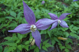 Clematis occidentalis var. occidentalis <br>WESTERN BLUE VIRGINSBOWER, PURPLE CLEMATIS