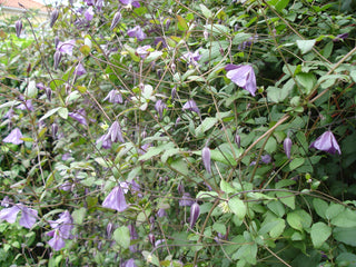 Clematis viticella <br>ITALIAN LEATHER FLOWER