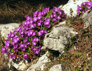 Primula clusiana <br>CLUSIUS' PRIMROSE