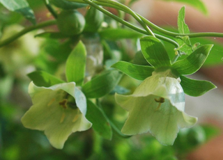 Codonopsis pilosula <br>TANG SHEN, DONG SHEN, DANGSHEN, POOR MAN'S GINSENG