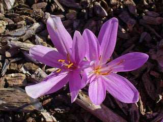Colchicum bornmuelleri <br>FALL CROCUS, Huge!.